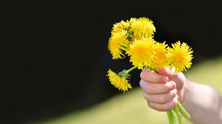 bouquet-de-pissenlit