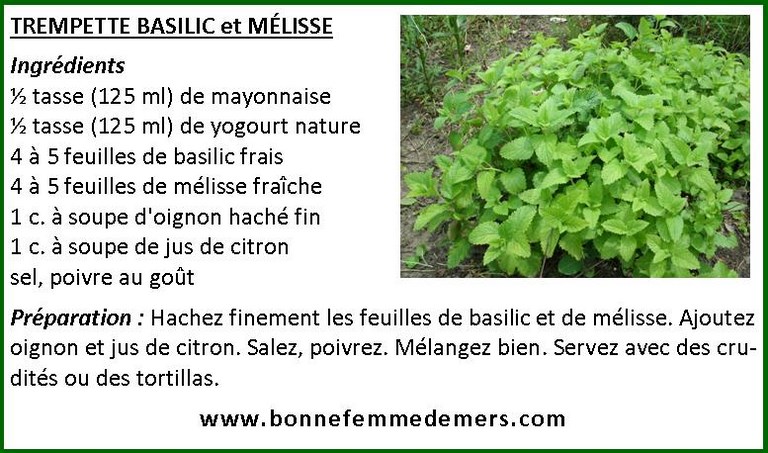 trempette-basilic-melisse