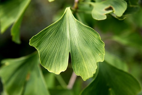 ginkgo-biloba