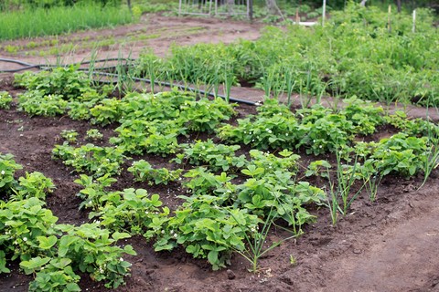 inviter-herbes-au-jardin