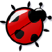 coccinelle