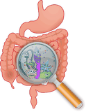 probiotiques-bonnes-bacteries